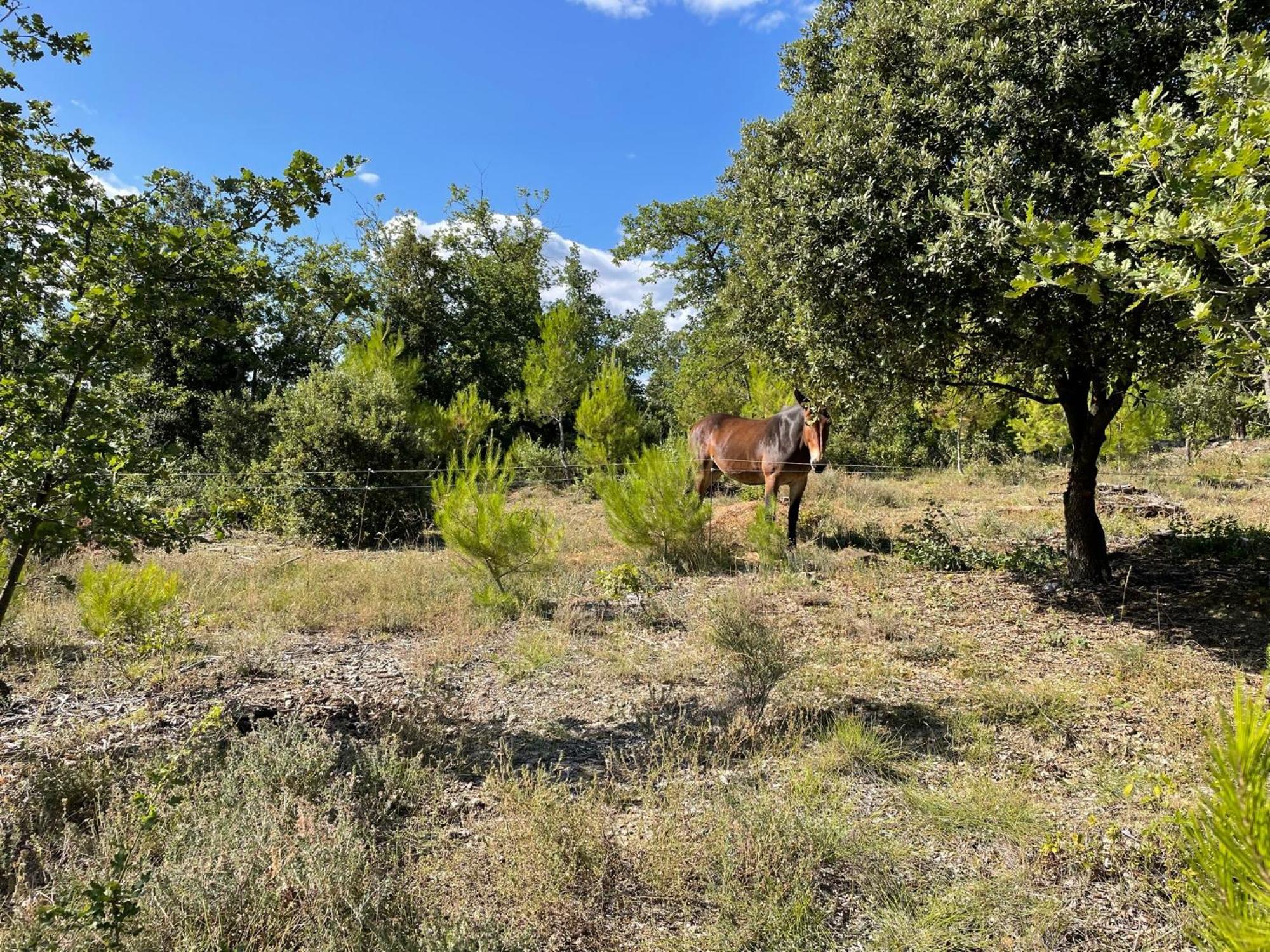 Les Yourtes De Provence Bed and Breakfast Saint-Paulet-de-Caisson Buitenkant foto