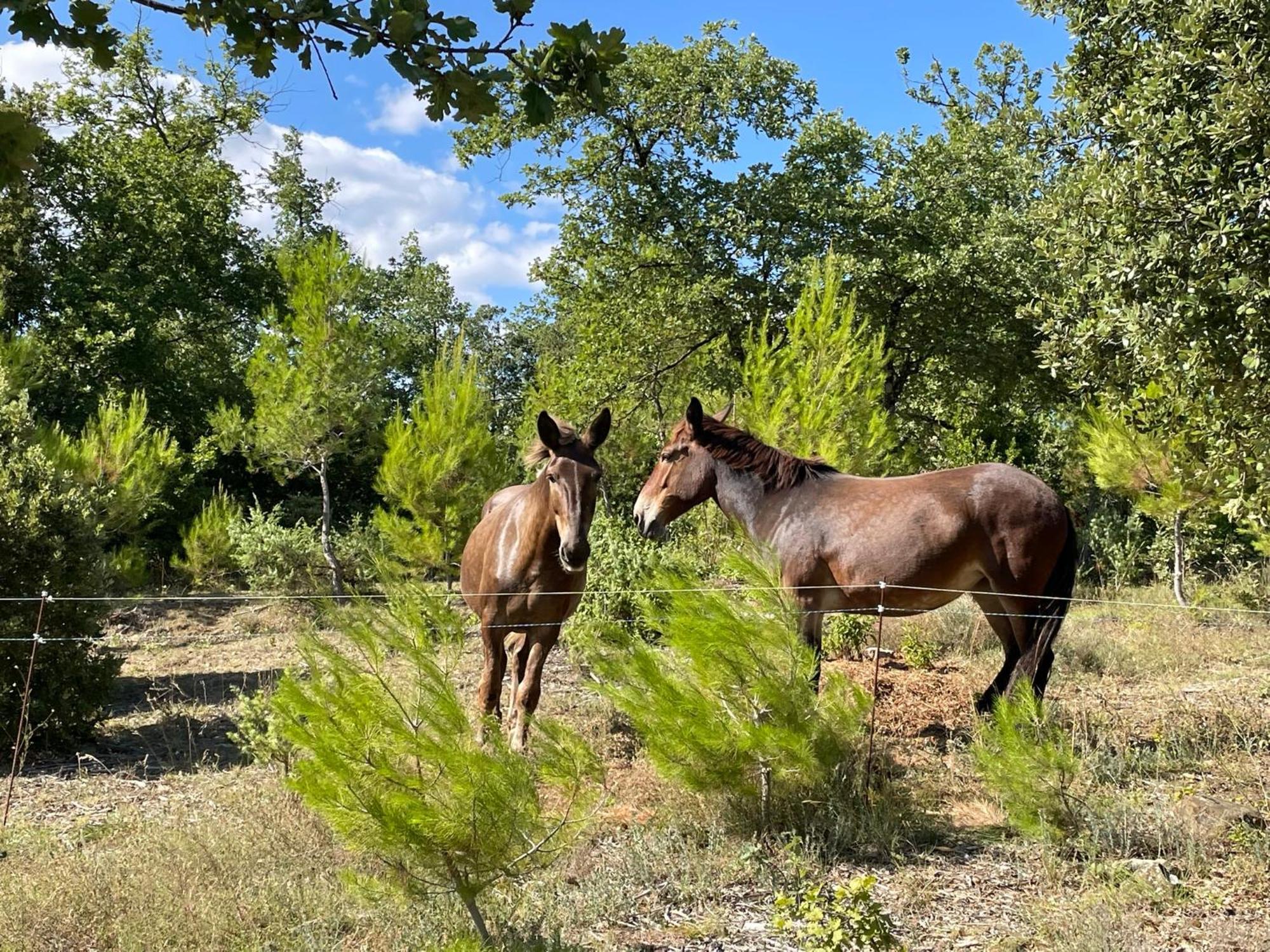 Les Yourtes De Provence Bed and Breakfast Saint-Paulet-de-Caisson Buitenkant foto